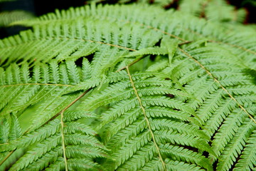 Green Leaves background