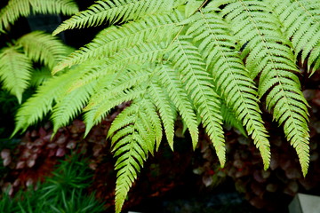 Green Leaves background