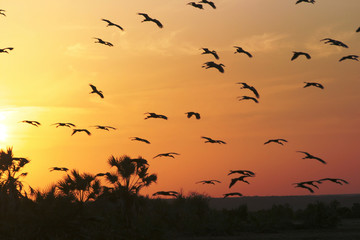 Africa, Kenya, birds at sunset