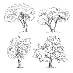 Hand drawn tree sketches set. Vector illustration.