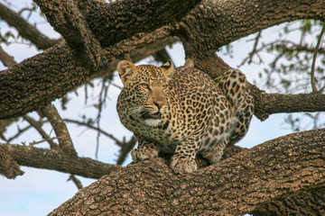 Serengeti National Park leopard Panthera pardus