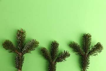 Fir branches on colorful background