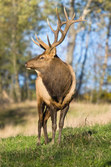 Obraz premium Bull elk – Photographed in Elk State Forest, Elk County, Benezette, Pennsylvania