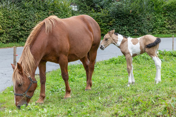 Fototapeta premium Mother and foal