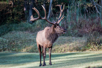 Bull elk – Photographed in Elk State Forest, Elk County, Benezette, Pennsylvania
