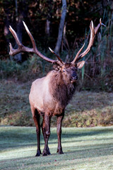 Bull elk – Photographed in Elk State Forest, Elk County, Benezette, Pennsylvania