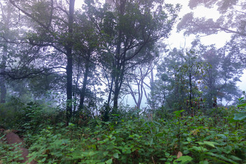Fototapeta premium tropical rainforest plants at mon jong international park Chaingmai, Thailand