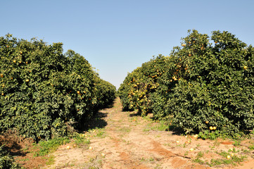 Citrus Grove Blood Orange