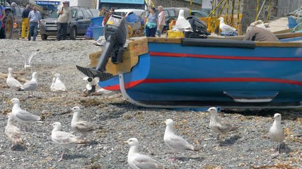 Seagulls, and tourists gather on Cadgwith beach - as a traditional fisherman prepares his catch.