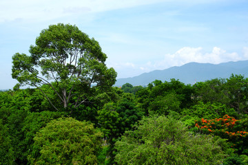 Large trees in the forest against the blue sky.