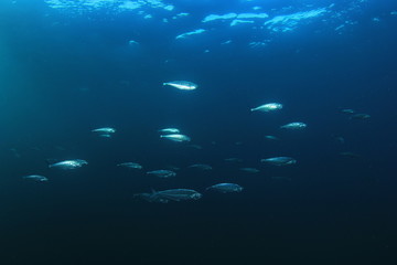 Fototapeta na wymiar Mackerel fish in sea 