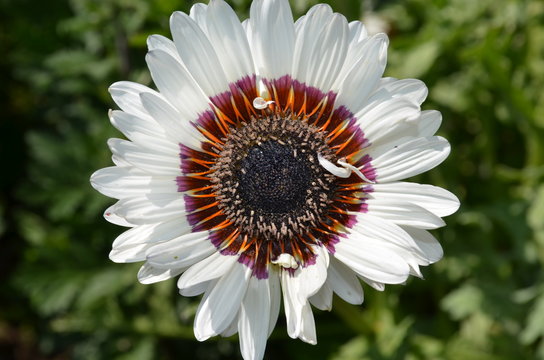 Venidium