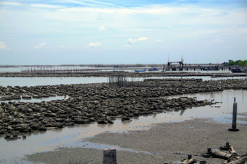 Fototapeta na wymiar Natural oyster farms at sea in eastern thailand