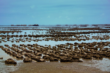Natural oyster farms at sea in eastern thailand