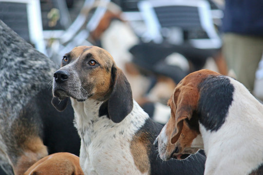 Foxhound Hunt Pack