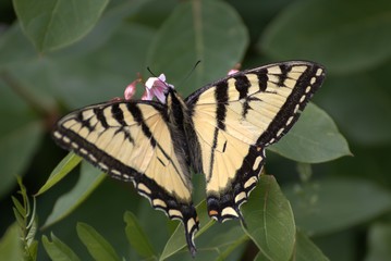 Schmetterling