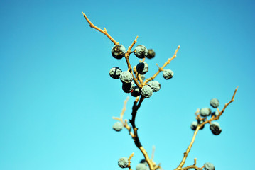Blackthorn branch without  leaves with dry berries, sunny autumn day, close up detail on bright blue sky background