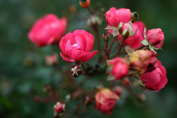 Kleine Rosenblüten
