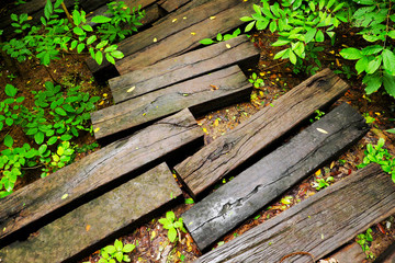 Naklejka premium Wood walk in the jungle