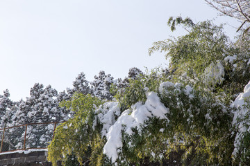 Nature park walkway with snow ground to Zuihoden Mausoleum in Sendai, Japan