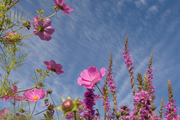 Pink flowers on a background of summer blue sky