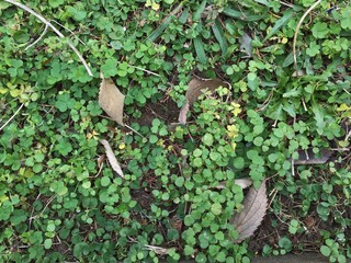 Wet ground with leaves