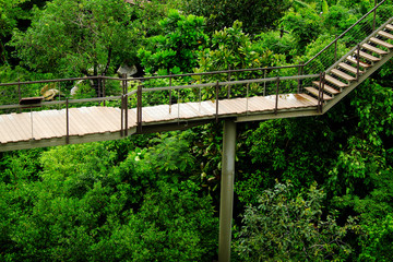 Walking paths in the wild in the tropics.