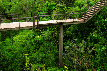 Walking paths in the wild in the tropics.