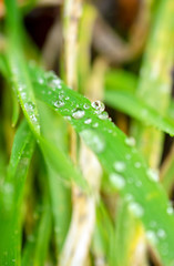 Close up Wassertropfen