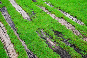 Timber in the grass for corridors