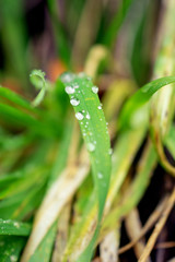 Close up Wassertropfen