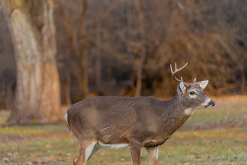 Deer with broken horn