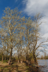 Spring forest river landscape. Forest river in springtime. Fallen tree river forest scene
