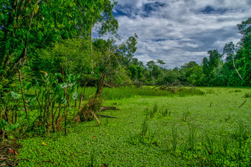 Obraz premium Amazon Jungle Lake