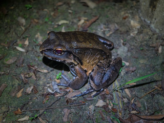 Amazon Rainforest Toad