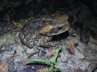 Amazon Rainforest Toad