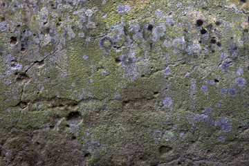 rough texture of a old gray wall.