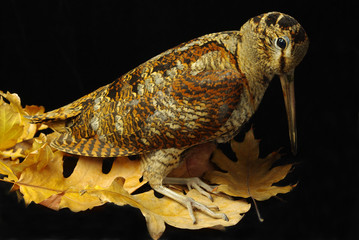 Woodcock