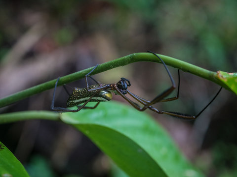 Amazon Rainforest Insect