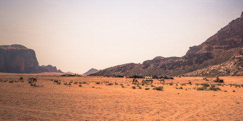 Fototapeta na wymiar Wadi Rum - October 02, 2018: Camels in the heart of the Wadi Rum desert, Jordan