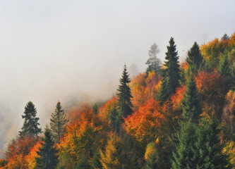 foggy morning in the Carpathian mountains. autumn foggy dawn