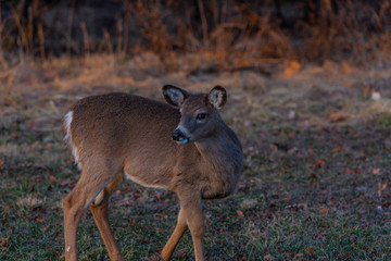 Portrait of young deer at autumn