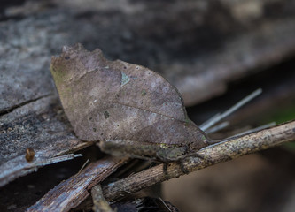 Amazon Rainforest Insect