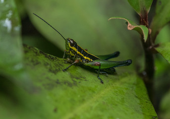 Amazon Rainforest Insect