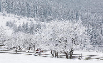 Beautiful winter forest is covered with snow and frost.