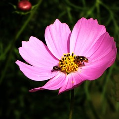 Honey bees on flower