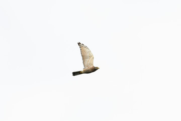 サシバ成鳥(Grey-faced buzzard)
