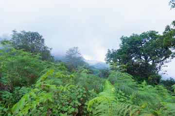 Fototapeta na wymiar heavy fog, cloud and mist in tropical rainforest in mon jong doi at Chaing mai, Thailand
