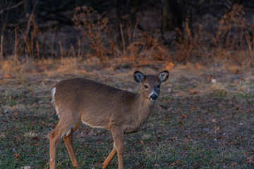 Cute young deer on the grass