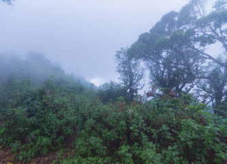 Obraz na płótnie Canvas heavy fog, cloud and mist in tropical rainforest in mon jong doi at Chaing mai, Thailand